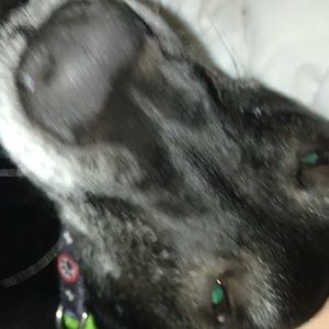 Meet your Posher, Conner